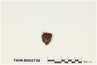 藏品(真苔科)的圖片